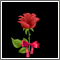 Wish someone Happy Valentine`s Day with a rose